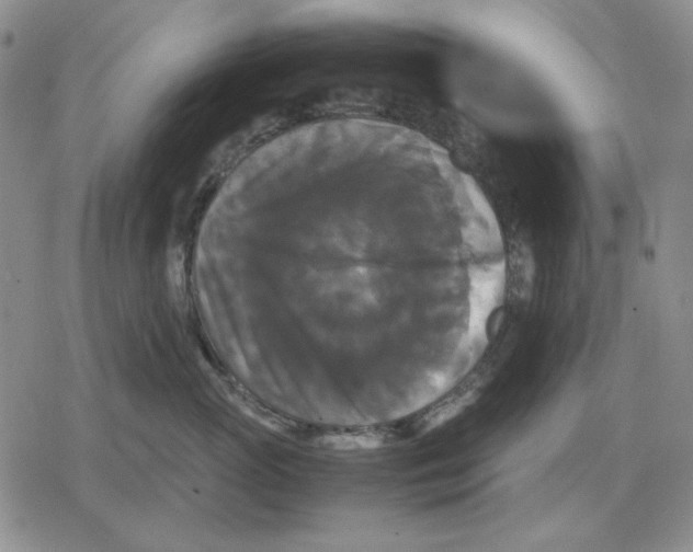 X0000079320765200612151817