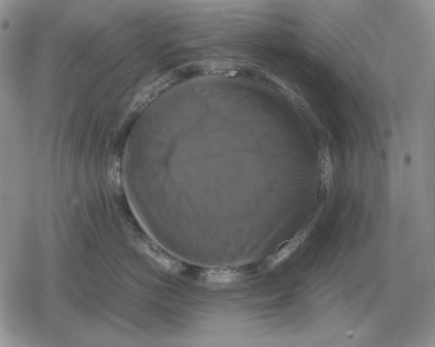 X0000079320766200612151817