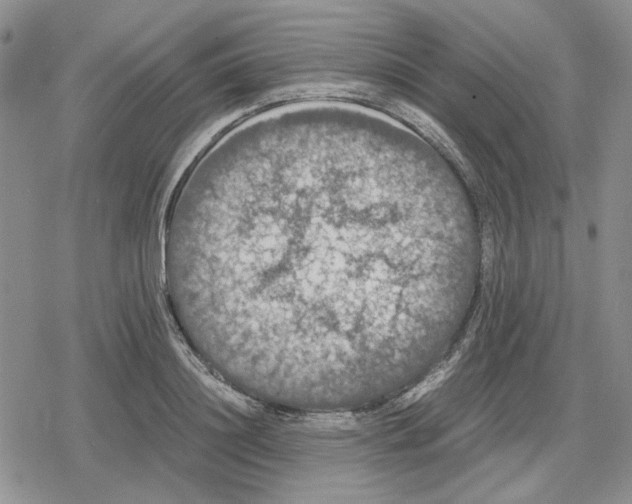 X0000079320844200612151815