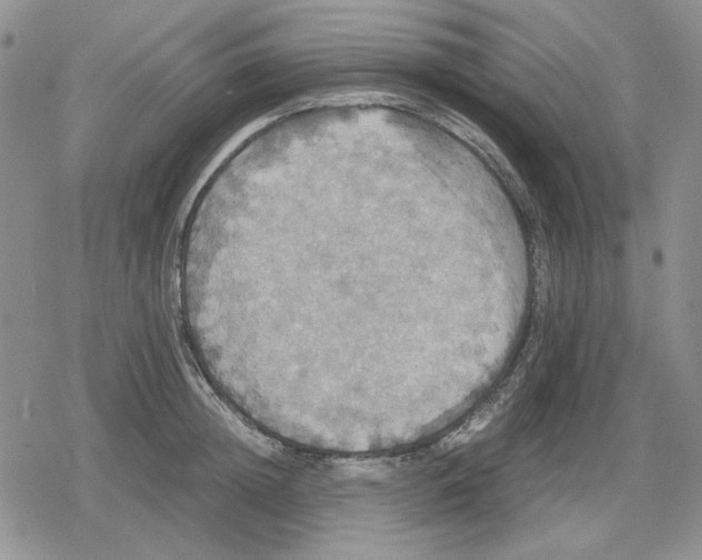 X0000079320852200612151815