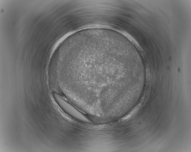 X0000079320854200612151815