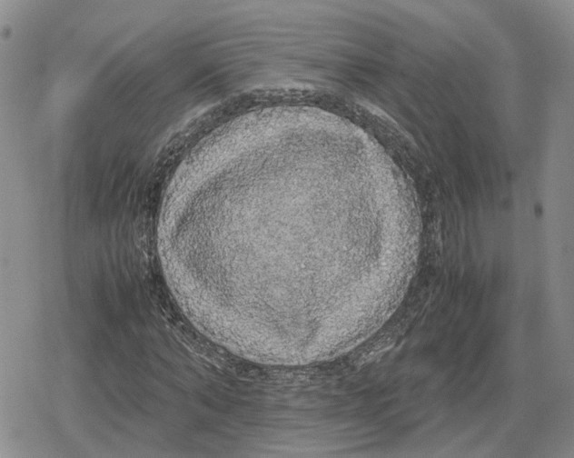 X0000079320870200612151815