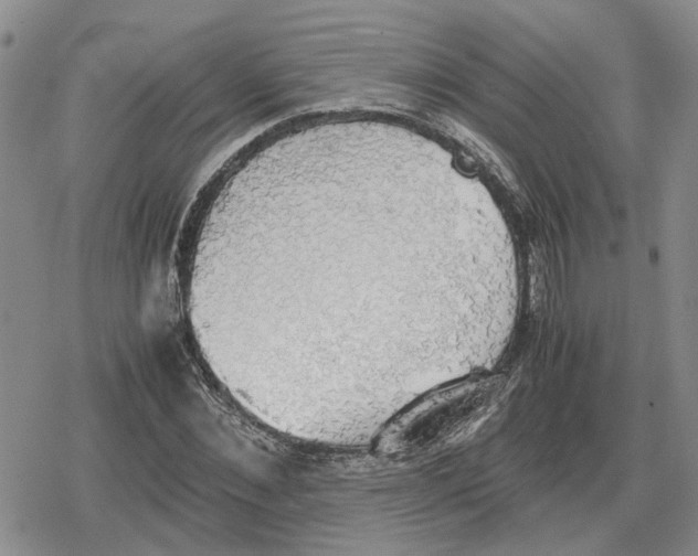 X0000079320876200612151814