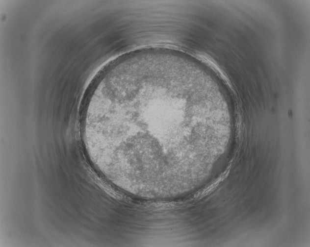 X0000079320924200612151813