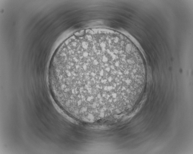 X0000079320957200612151814