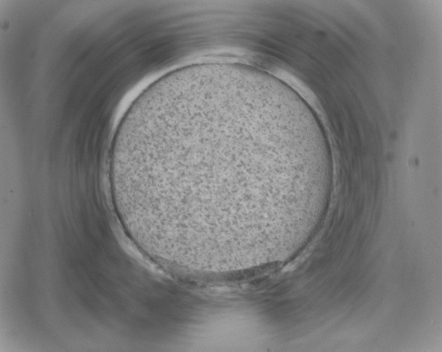 X0000079320960200612151814