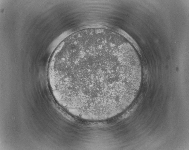 X0000079321002200612151812