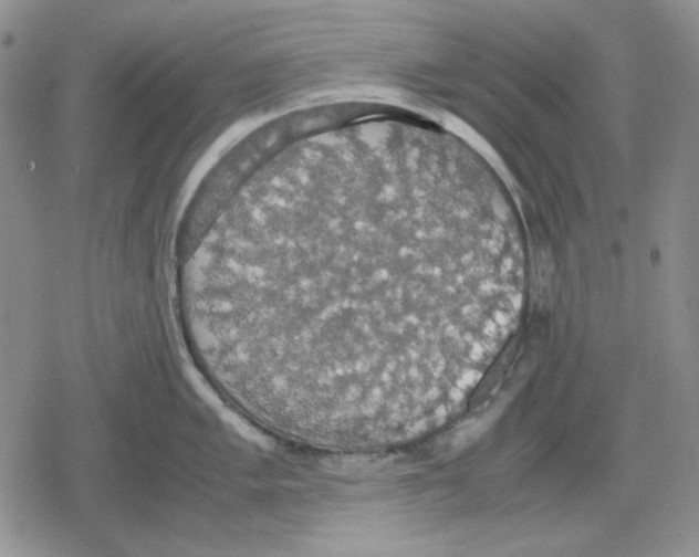 X0000079321005200612151812