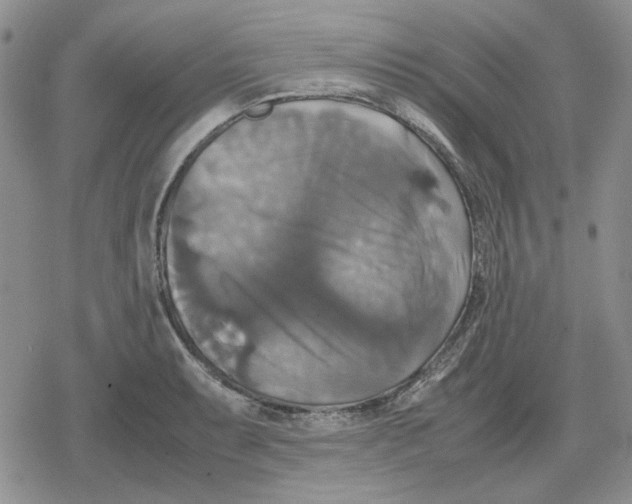 X0000079321087200612151811