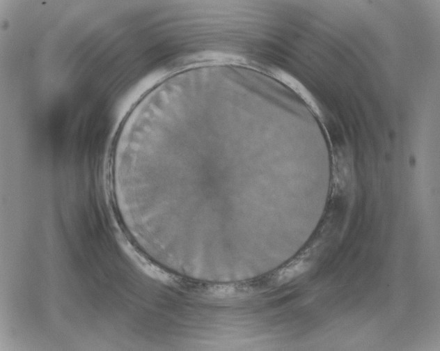 X0000079321098200612151811