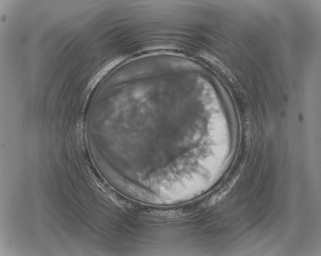 X0000079321121200612151810