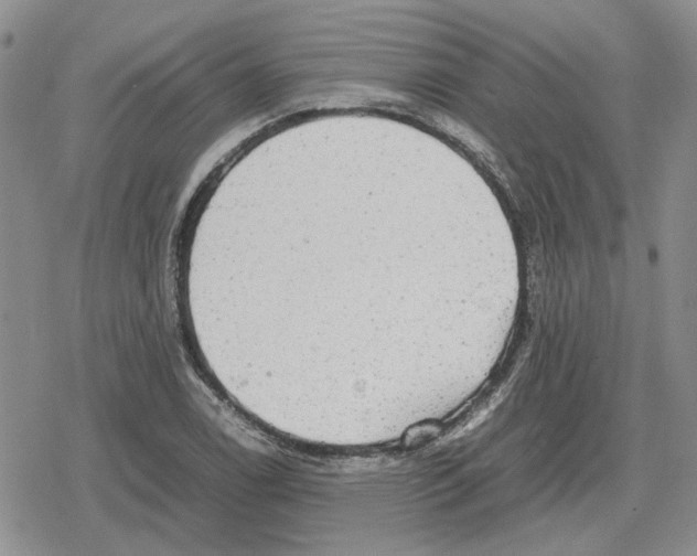 X0000079321122200612151810