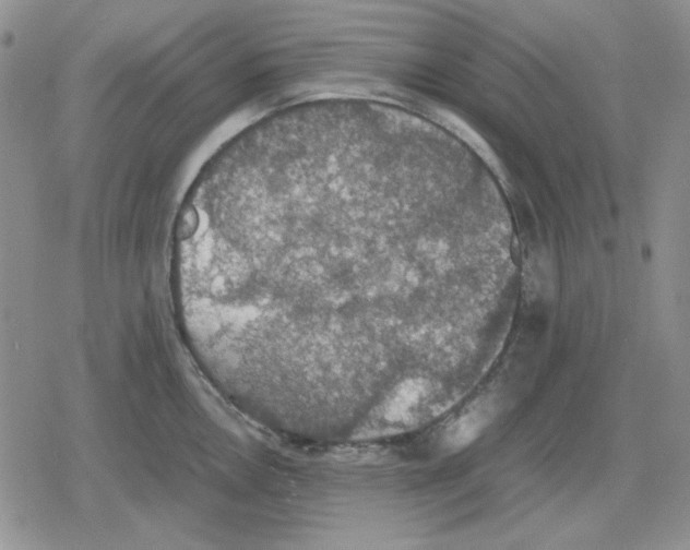 X0000079321146200612151811