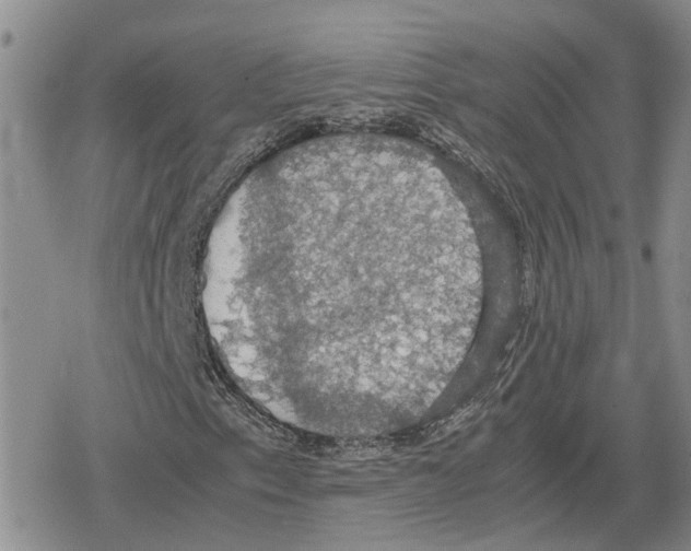 X0000079321153200612151810