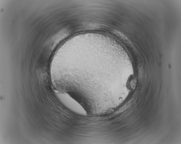 X0000079321210200612151809