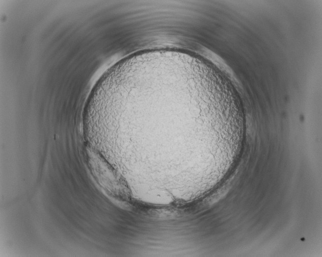 X0000079321234200612151809