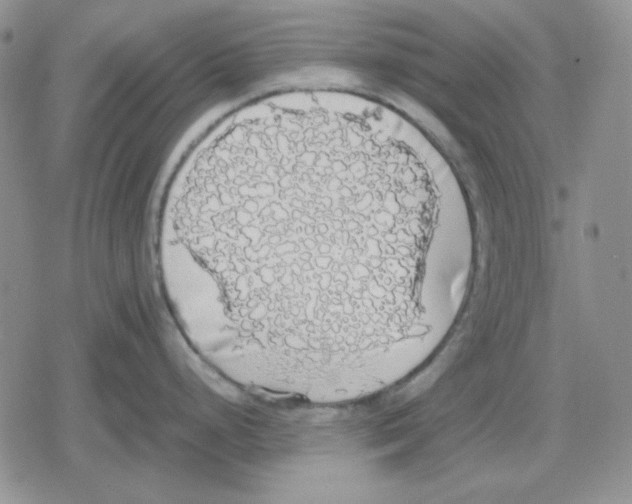 X0000079321248200612151809