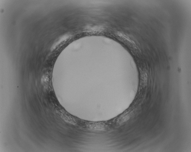 X0000079321254200612151808