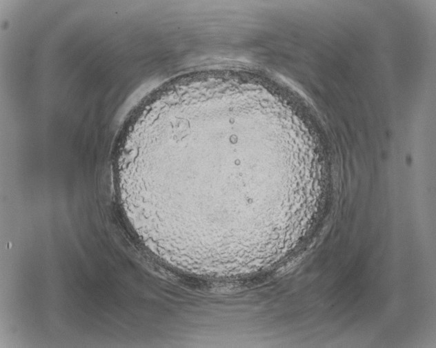 X0000079321267200612151808