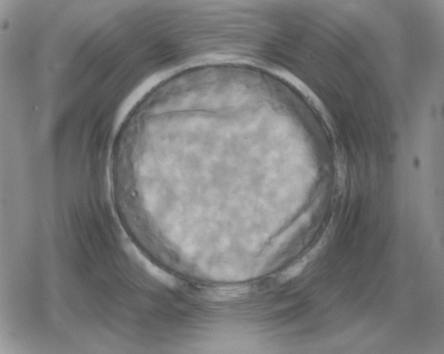 X0000079321294200612151808