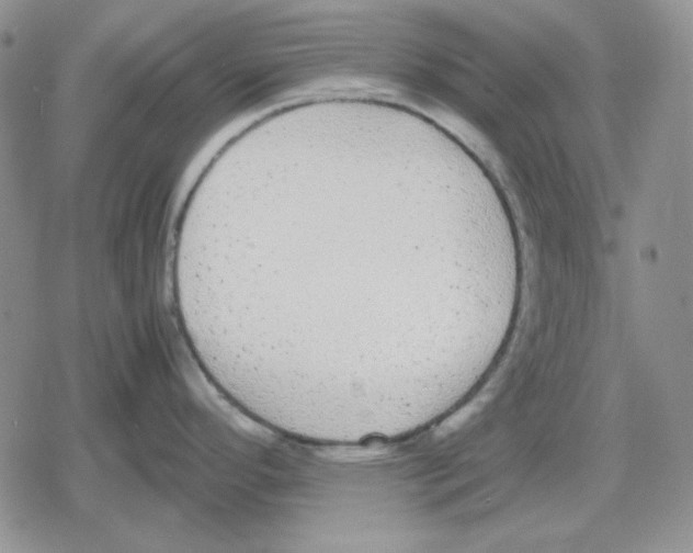 X0000079321296200612151808