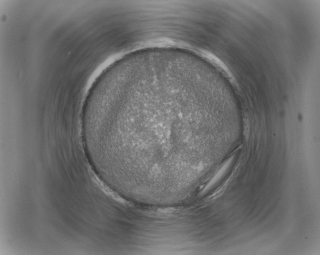 X0000079321326200612151807