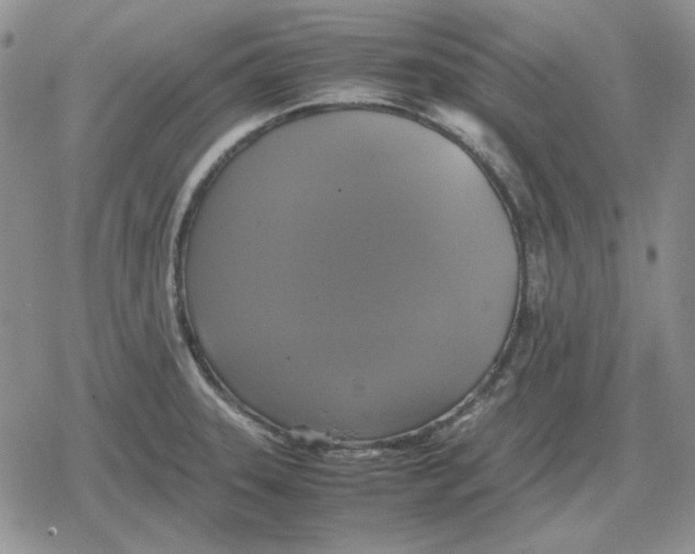 X0000079321331200612151807