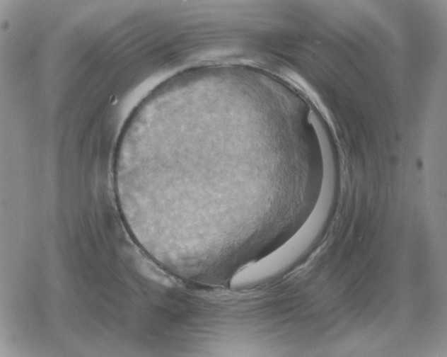 X0000079321336200612151807