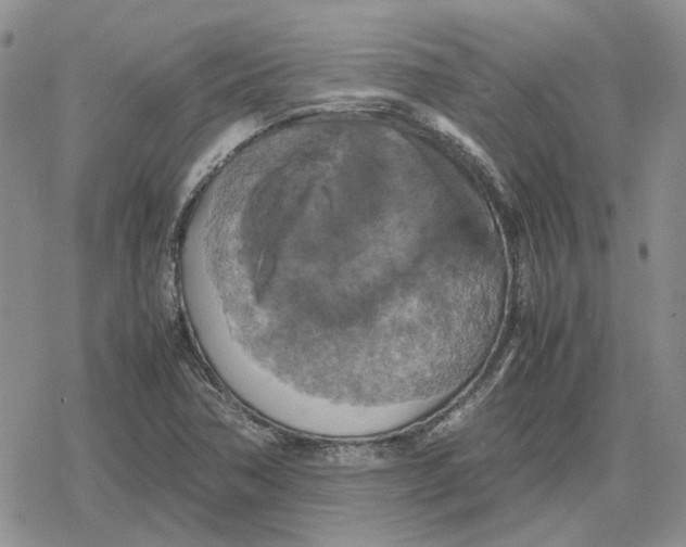 X0000079321362200612151807