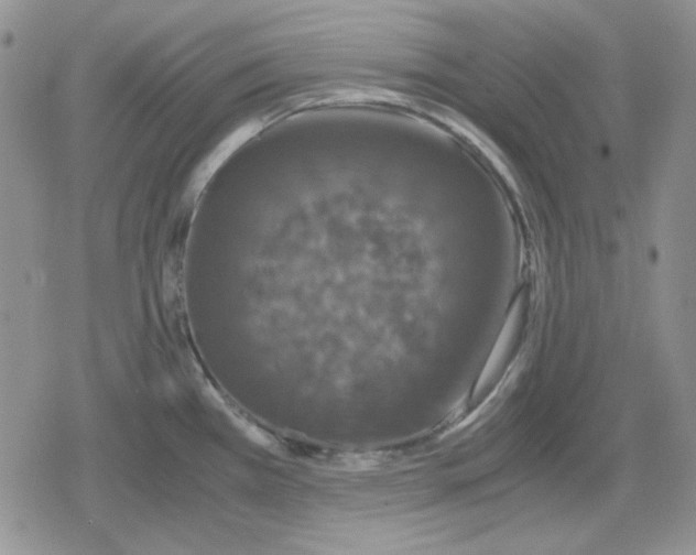 X0000079321385200612151806