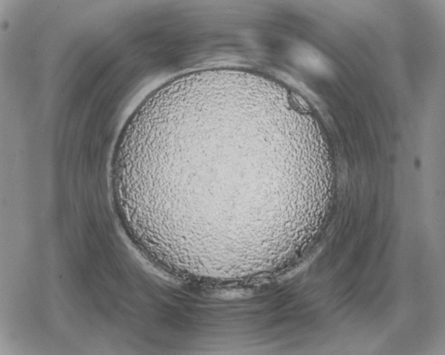 X0000079321423200612151806