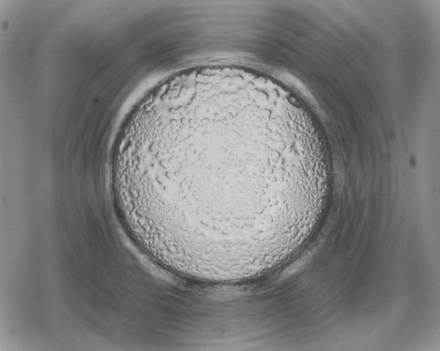 X0000079321424200612151806