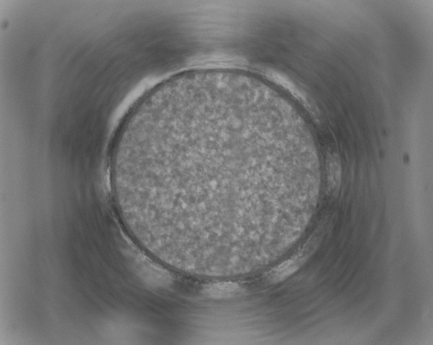 X0000079321462200612151805