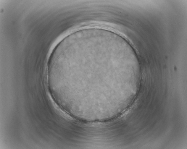 X0000079321522200612151804