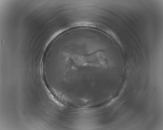 X0000079331125200611171142