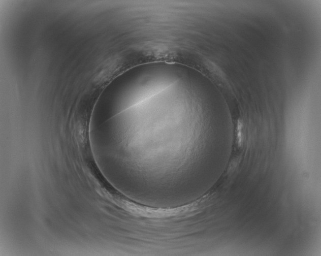 X0000079330039200611251842