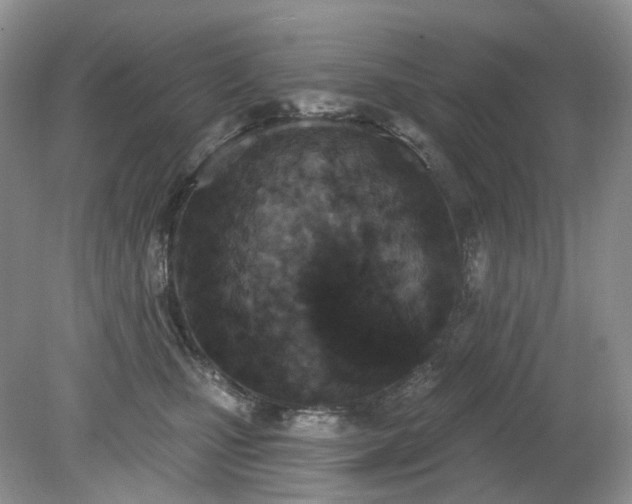 X0000079330471200611251835
