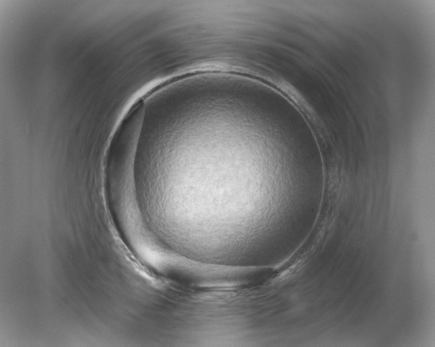 X0000079330854200611251829