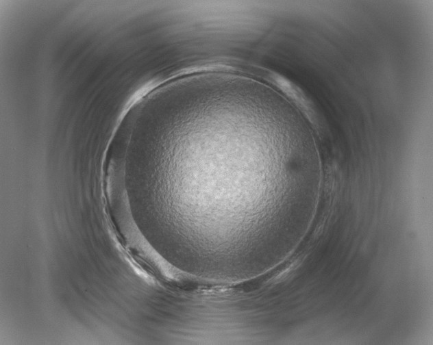 X0000079330858200611251829