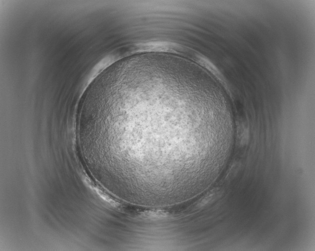 X0000079330994200611251826