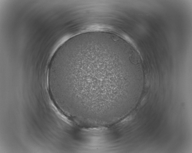 X0000079331227200611251822