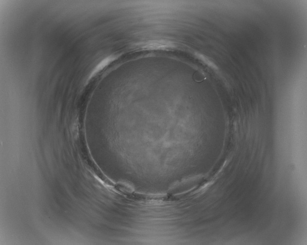 X0000079331306200611251821