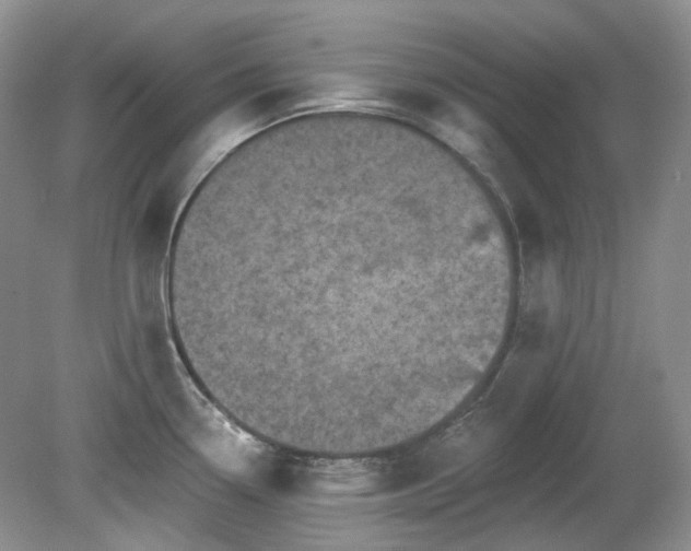 X0000079331338200611251821