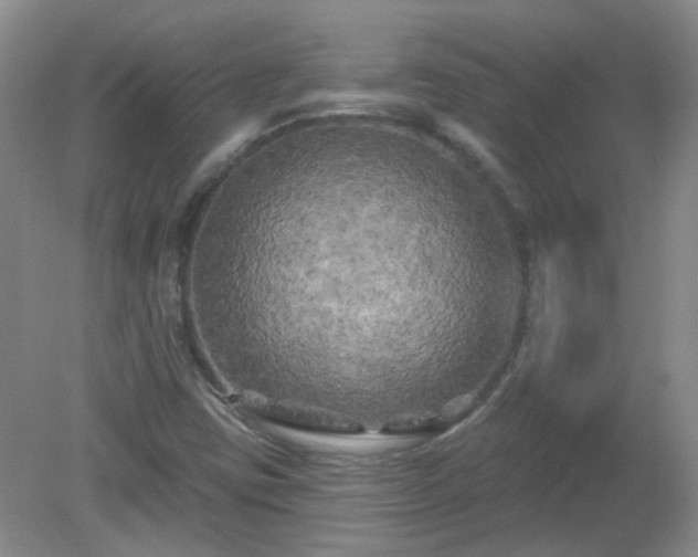 X0000079331403200611251819