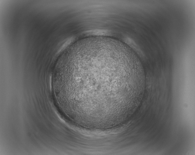 X0000079330014200612011920