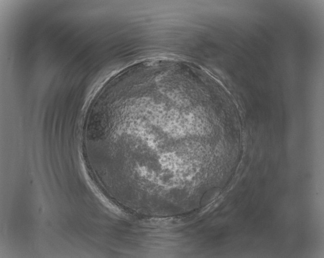 X0000079330049200612011918