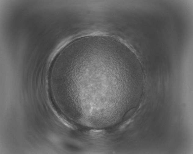 X0000079330055200612011918