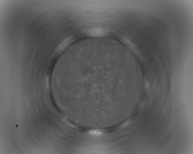 X0000079330117200612011918