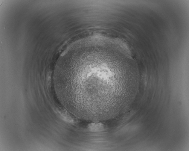 X0000079330271200612011915