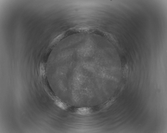 X0000079330335200612011914